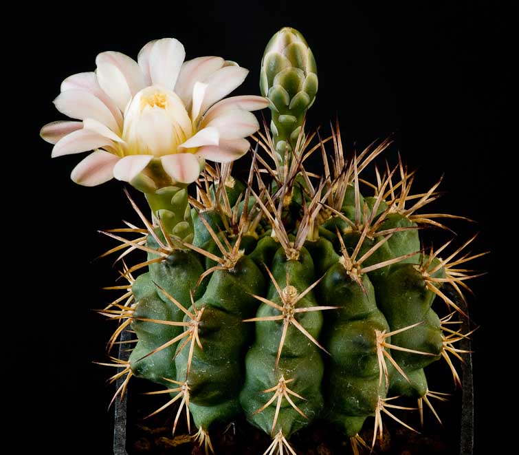 Gymnocalycium stuckertii